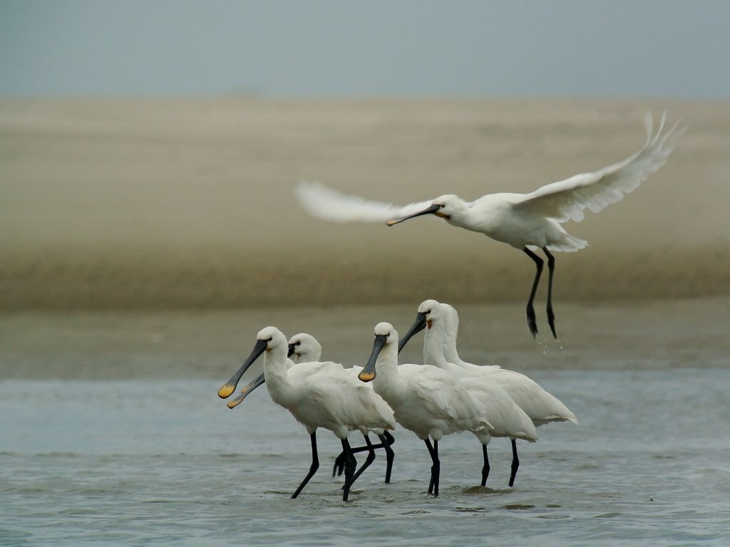 Im Frühjahr kehrt auch ein ganz besonderer Vogel in das Wattenmeer von Norderney zurück.