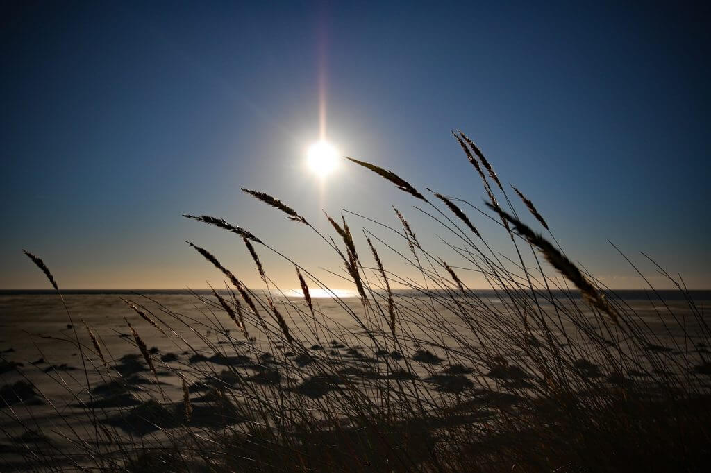 Eine bittere Pflanze sorgt für den Erhalt der Dünen auf Norderney.